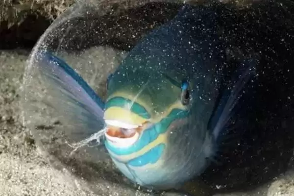 鱼是白天睡觉还是晚上睡觉?鱼睡眠习性与养鱼重点细节?插图2 鱼是白天睡觉还是晚上睡觉?鱼睡眠习性与养鱼重点细节?插图2