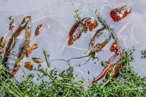 认识养殖小龙虾模式的方法和重点?认识养殖小龙虾模式要做好哪些细节?插图1 认识养殖小龙虾模式的方法和重点?认识养殖小龙虾模式要做好哪些细节?插图1