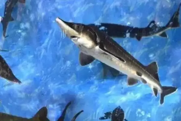 图片[3]-中华鲟鱼是淡水鱼还是海水鱼？中华鲟鱼习性与养鱼重点？-会东网