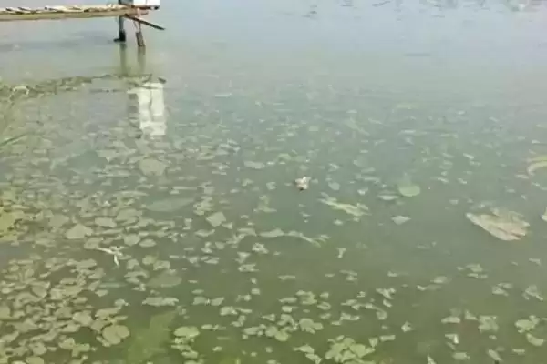 鱼塘倒藻原因及防治办法是啥?倒藻防治与养鱼方法要点?插图3 鱼塘倒藻原因及防治办法是啥?倒藻防治与养鱼方法要点?插图3