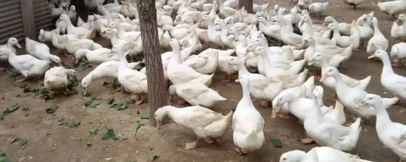 种鸭养殖管理的方法和重点？种鸭养殖管理要做好哪些细节？-会东网