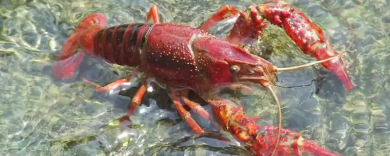 克氏原螯虾的产地 ,克氏原螯虾原产于哪及现状如何?-会东网