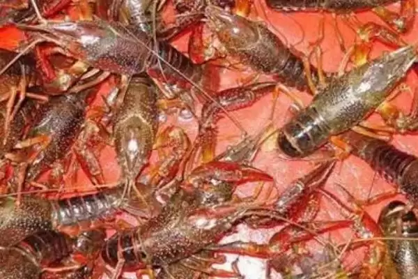 小龙虾发黑的原因和要点？分析小龙虾发黑原因需关注哪些方面？插图3