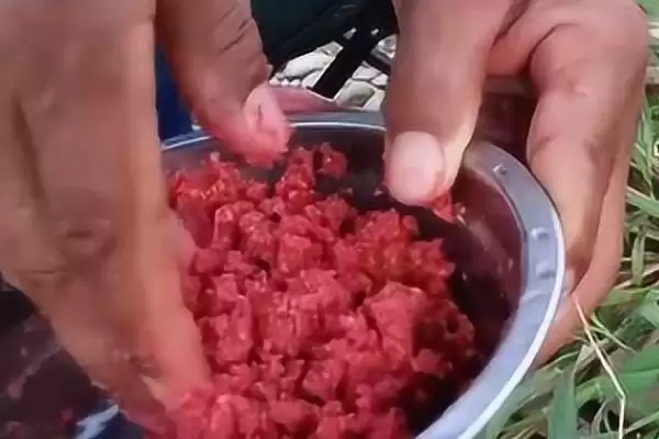 图片[2]-鳟鱼适合用什么饵钓？鳟鱼垂钓饵料与养鱼关键细节？-会东网