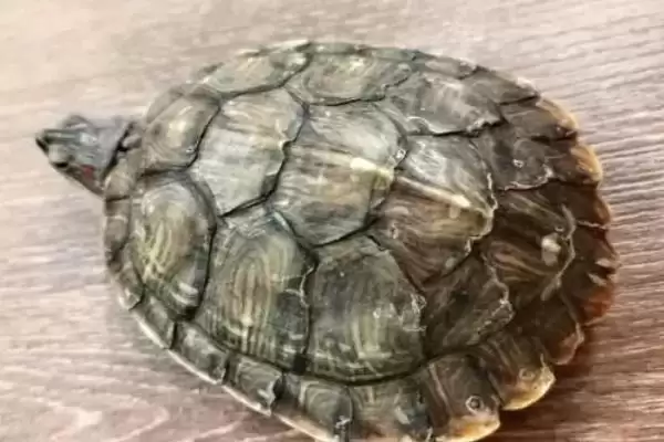 管理乌龟饮食的方法和重点？管理乌龟饮食要做好哪些细节？插图2