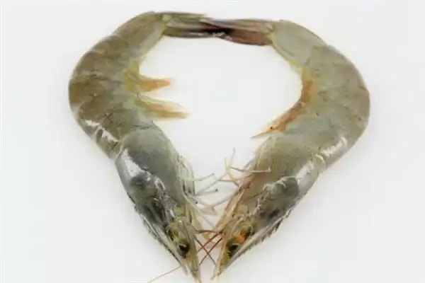 认识中国对虾的方法和重点？认识中国对虾要做好哪些细节？插图3