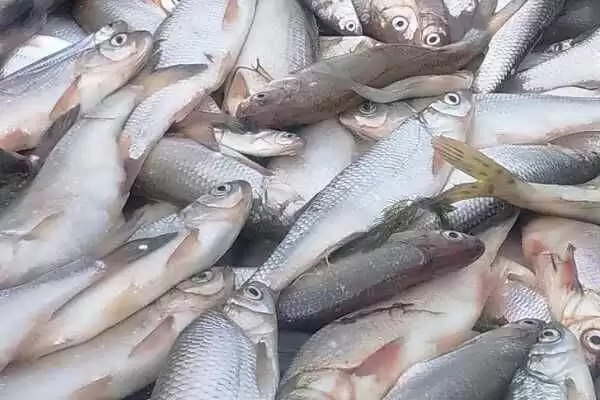 只有一根主刺的鱼是什么?鱼类特征知识与养鱼重点细节?插图6 只有一根主刺的鱼是什么?鱼类特征知识与养鱼重点细节?插图6