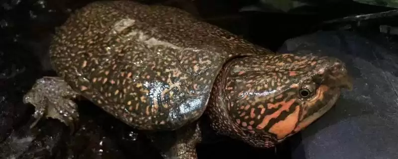 认识鹰嘴龟品种数量的方法和重点？认识鹰嘴龟品种数量要做好哪些细节？-会东网