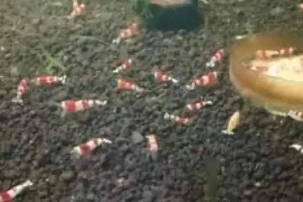 图片[3]-如何在家里养小虾？在家里养小虾要掌握哪些合适的饲养方法？-会东网