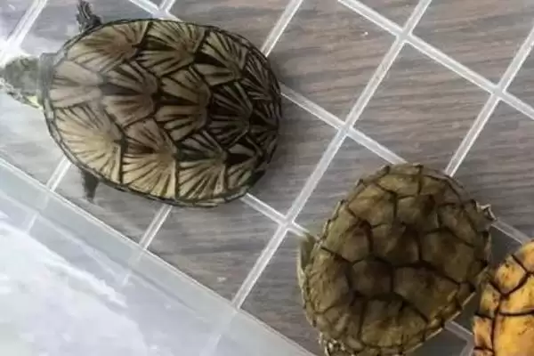 图片[2]-什么是麝香龟？认识麝香龟要了解哪些关键的物种特性和养殖要点？-会东网