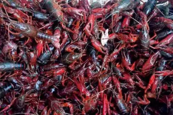 小龙虾缺氧原因以及怎么解决?小龙虾缺氧问题与养鱼关键细节分析?插图3 小龙虾缺氧原因以及怎么解决?小龙虾缺氧问题与养鱼关键细节分析?插图3