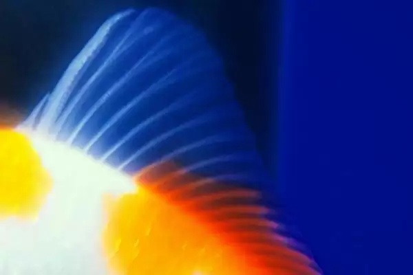 图片[4]-鱼的特征有哪些？鱼的特征认知与养鱼重点？-会东网