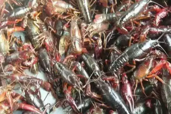 小龙虾缺氧原因以及怎么解决?小龙虾缺氧问题与养鱼关键细节分析?插图4 小龙虾缺氧原因以及怎么解决?小龙虾缺氧问题与养鱼关键细节分析?插图4