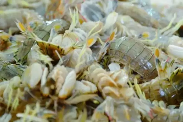 鲜虾保存的方法和要点？保存鲜虾需掌握哪些关键技巧？插图4