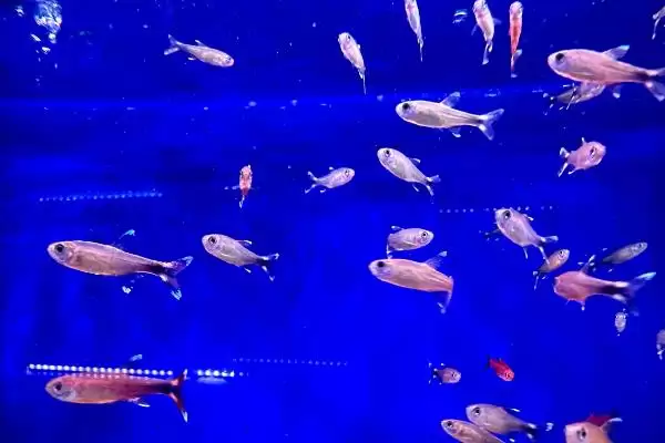 图片[6]-热带观赏鱼的适宜水温是多少？热带鱼养殖水温与养鱼关键细节？-会东网