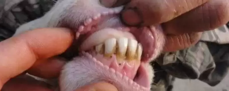 判断羊牙齿划破手指是否要打疫苗的方法和重点?判断羊牙齿划破手指是否要打疫苗要做好哪些细节?-会东网