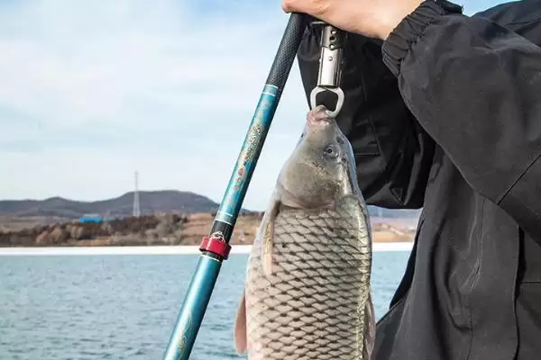 战斗竿品牌推荐有哪些?战斗竿品牌知识与养鱼方法要点?插图13 战斗竿品牌推荐有哪些?战斗竿品牌知识与养鱼方法要点?插图13