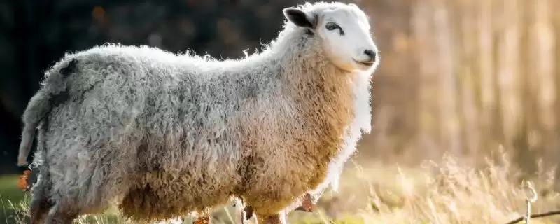 解决羊积食不反刍问题的方法和重点?解决羊积食不反刍问题要做好哪些细节?-会东网