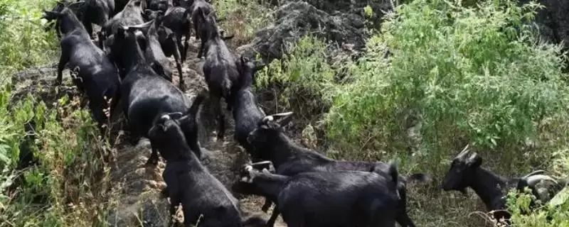 南方养羊品种推荐:黑山羊、南江黄羊、黄淮山羊的优势-会东网