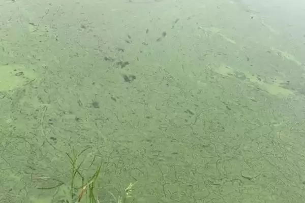 鱼塘倒藻原因及防治办法是啥?倒藻防治与养鱼方法要点?插图1 鱼塘倒藻原因及防治办法是啥?倒藻防治与养鱼方法要点?插图1