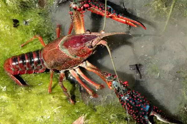 克氏原螯虾的产地 ,克氏原螯虾原产于哪及现状如何?插图2 克氏原螯虾的产地 ,克氏原螯虾原产于哪及现状如何?插图2