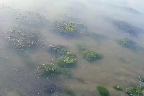 小龙虾缺氧原因以及怎么解决?小龙虾缺氧问题与养鱼关键细节分析?插图6 小龙虾缺氧原因以及怎么解决?小龙虾缺氧问题与养鱼关键细节分析?插图6