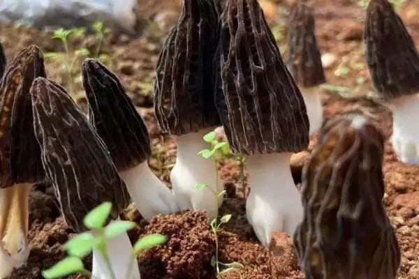 图片[5]-了解羊肚菌生长环境的方法和重点？了解羊肚菌生长环境要做好哪些细节？-会东网