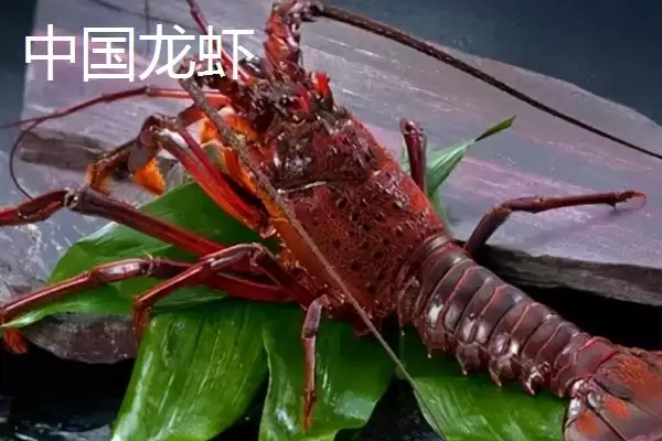 区分中国龙虾和锦绣龙虾的方法和重点？区分中国龙虾和锦绣龙虾要做好哪些细节？插图1