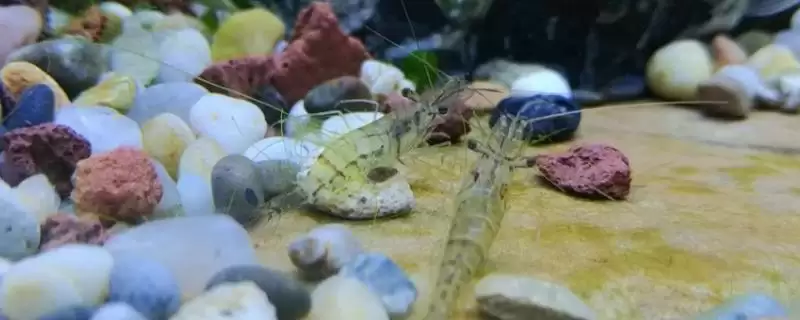 抓来小河虾养殖的方法和要点？养殖抓来小河虾需掌握哪些方法？-会东网