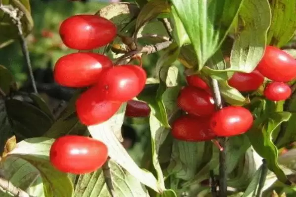 了解羊奶子的方法和重点?了解羊奶子要做好哪些细节?插图1 了解羊奶子的方法和重点?了解羊奶子要做好哪些细节?插图1