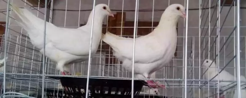 农村最适合养殖的项目探索：投资前做好市场调查的重要性-会东网