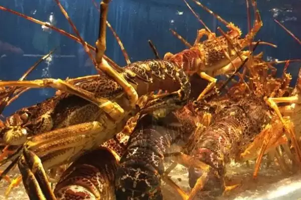 虾的品种的种类和要点？了解虾的品种需关注哪些关键内容？插图3