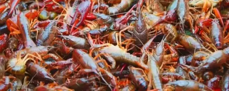 小龙虾亩产量的要点和影响因素？了解小龙虾产量需关注哪些关键因素？-会东网