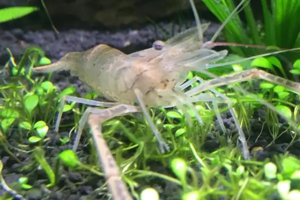 了解中华小长臂虾食物的方法和重点?了解中华小长臂虾食物要做好哪些细节?插图3 了解中华小长臂虾食物的方法和重点?了解中华小长臂虾食物要做好哪些细节?插图3