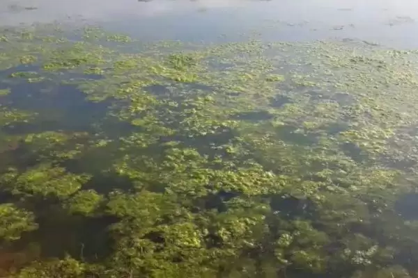 小龙虾缺氧原因以及怎么解决?小龙虾缺氧问题与养鱼关键细节分析?插图5 小龙虾缺氧原因以及怎么解决?小龙虾缺氧问题与养鱼关键细节分析?插图5