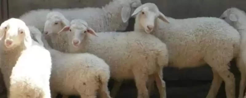 小尾寒羊特征的要点和解读?了解小尾寒羊需关注哪些关键特征信息?-会东网