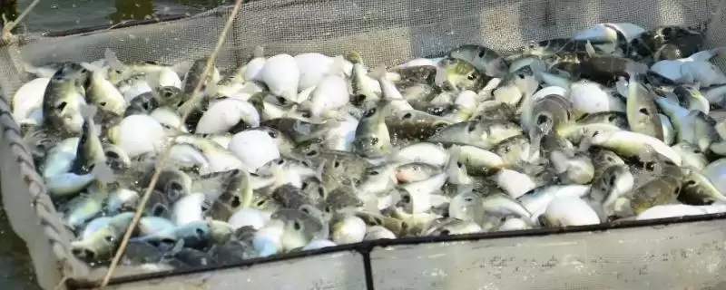 人工养殖的河豚有毒吗？判断人工养殖河豚是否有毒要注意什么？-会东网