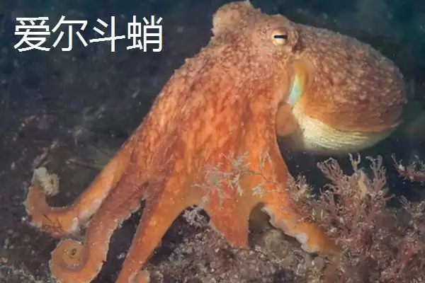 图片[5]-什么是章鱼？章鱼知识科普与养鱼重点细节？-会东网