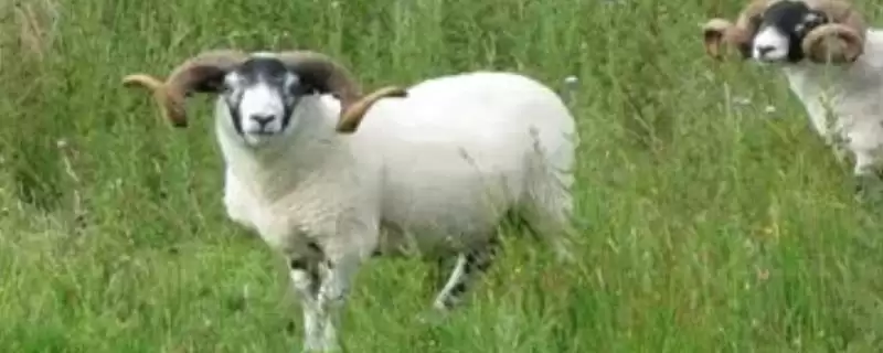 农村养羊棚建造指南:地势平坦、背风向阳处的搭建要点插图 农村养羊棚建造指南:地势平坦、背风向阳处的搭建要点插图