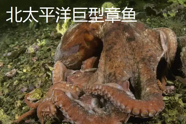 图片[6]-什么是章鱼？章鱼知识科普与养鱼重点细节？-会东网