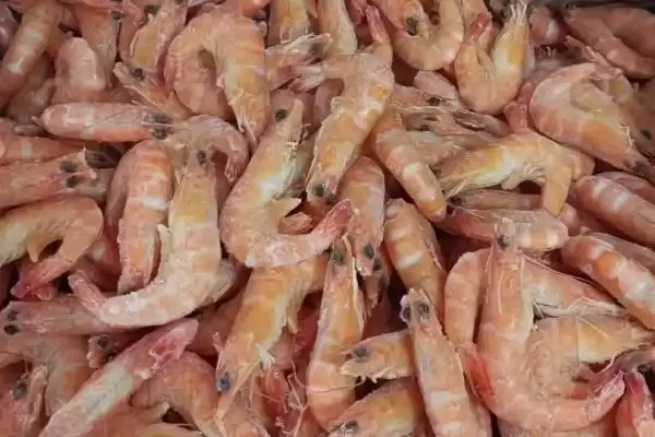 熟虾冷冻十天还能吃吗?判断冷冻十天熟虾能否食用要考虑哪些安全要点?插图1 熟虾冷冻十天还能吃吗?判断冷冻十天熟虾能否食用要考虑哪些安全要点?插图1