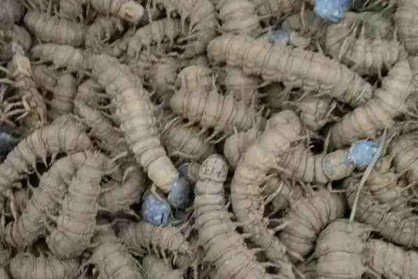 爬沙虫生长习性探秘:白天藏在阴暗处的生存之道插图1 爬沙虫生长习性探秘:白天藏在阴暗处的生存之道插图1