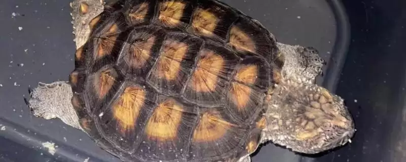 如何养出修长甲型的佛鳄龟？养殖佛鳄龟养出修长甲型要怎么做？-会东网