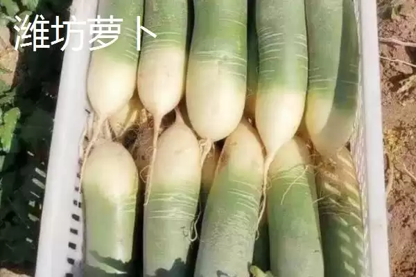 山东潍坊的特产？认识山东潍坊特产要了解哪些具有代表性的物产？插图1