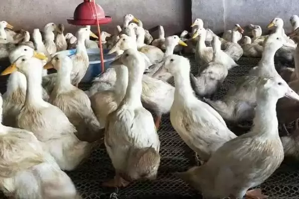 图片[3]-肉鸭优质品种介绍？认识肉鸭优质品种要了解哪些品种优势？-会东网