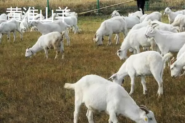 图片[6]-南方养羊品种推荐：黑山羊、南江黄羊、黄淮山羊的优势-会东网