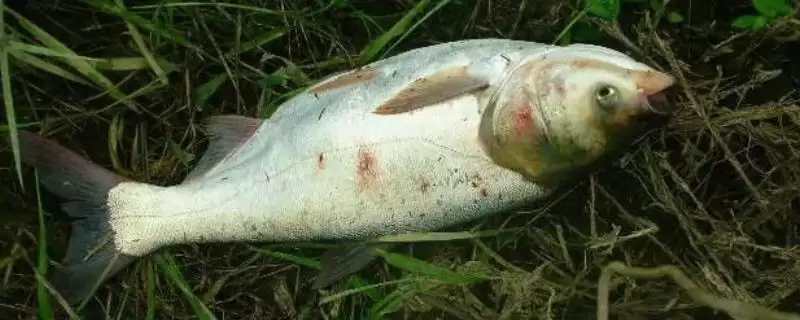 十一月份还能钓鲢鱼吗?十一月钓鲢鱼分析与养鱼重点细节?-会东网
