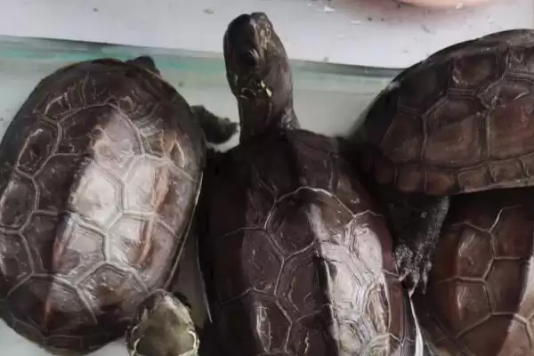 新手养草龟的方法和要点？新手养草龟要掌握哪些关键技术环节？插图1