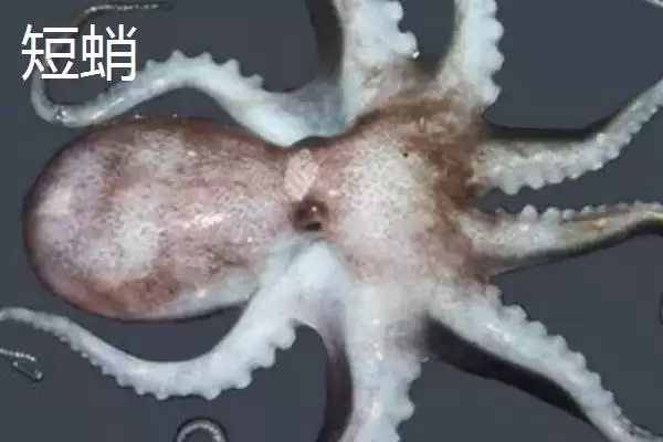 图片[7]-什么是章鱼？章鱼知识科普与养鱼重点细节？-会东网