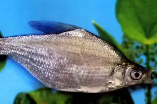 图片[3]-三角鲂是什么鱼？三角鲂知识科普与养鱼重点细节？-会东网